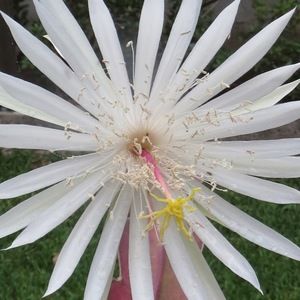 Meet your Posher, Pamela